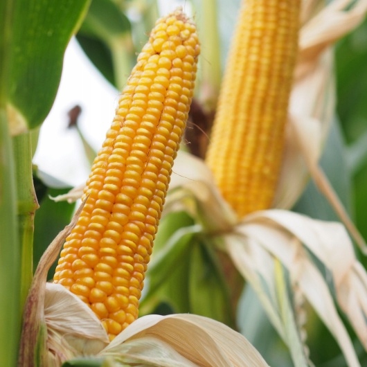 Semena kukuřice Kukuřice Danubio Fao 240 80 tisíc Opti Plus