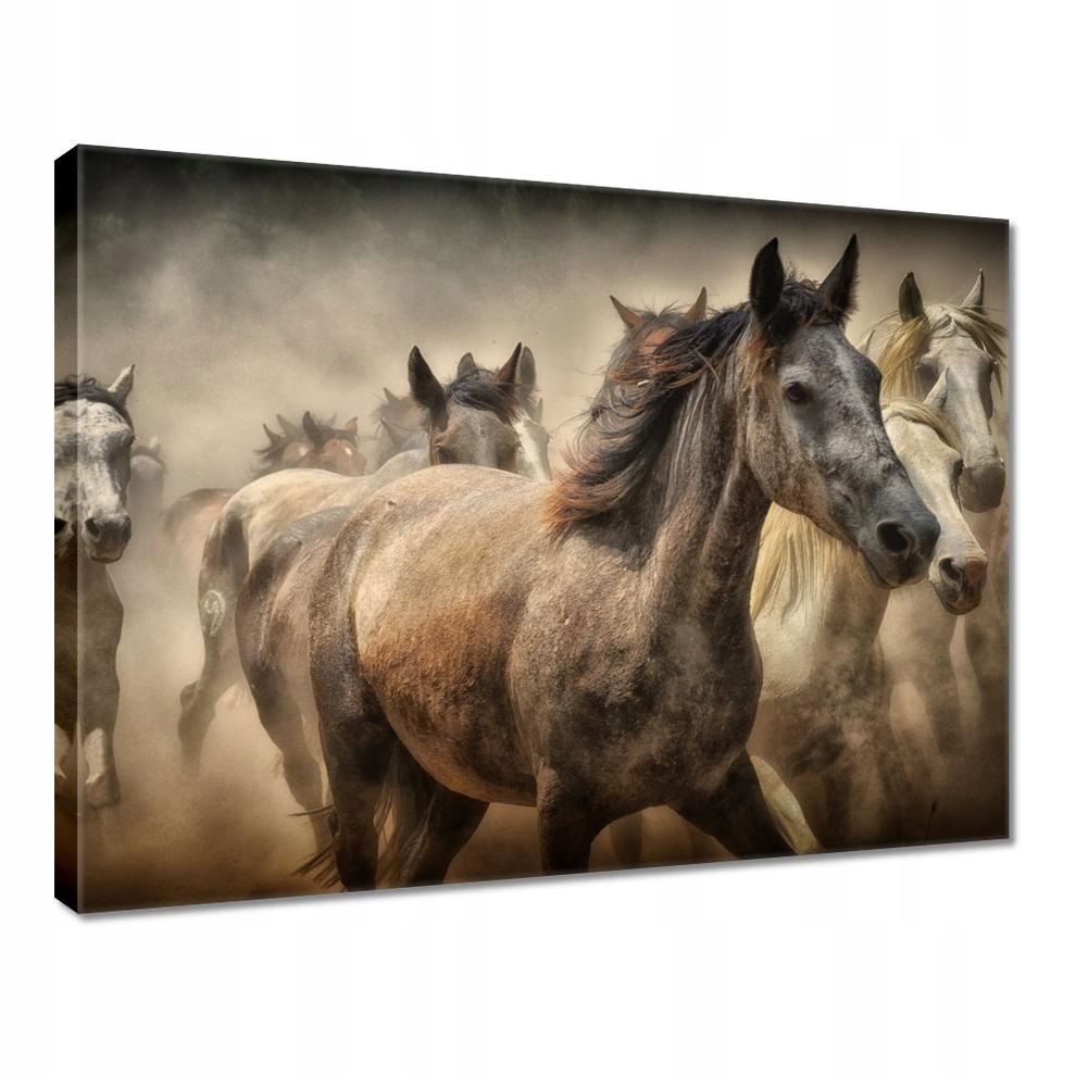 

Obrazy 40x30 Dzikie Konie Koniki Galop