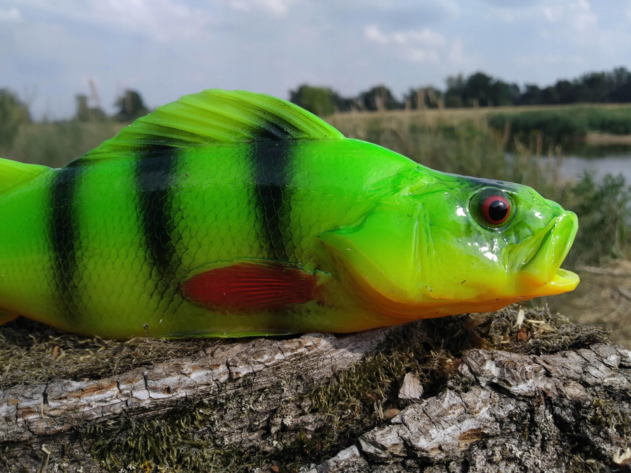 SEWRO CUSTOM OKOŃ FLUO 25 cm Marka Sewro Custom