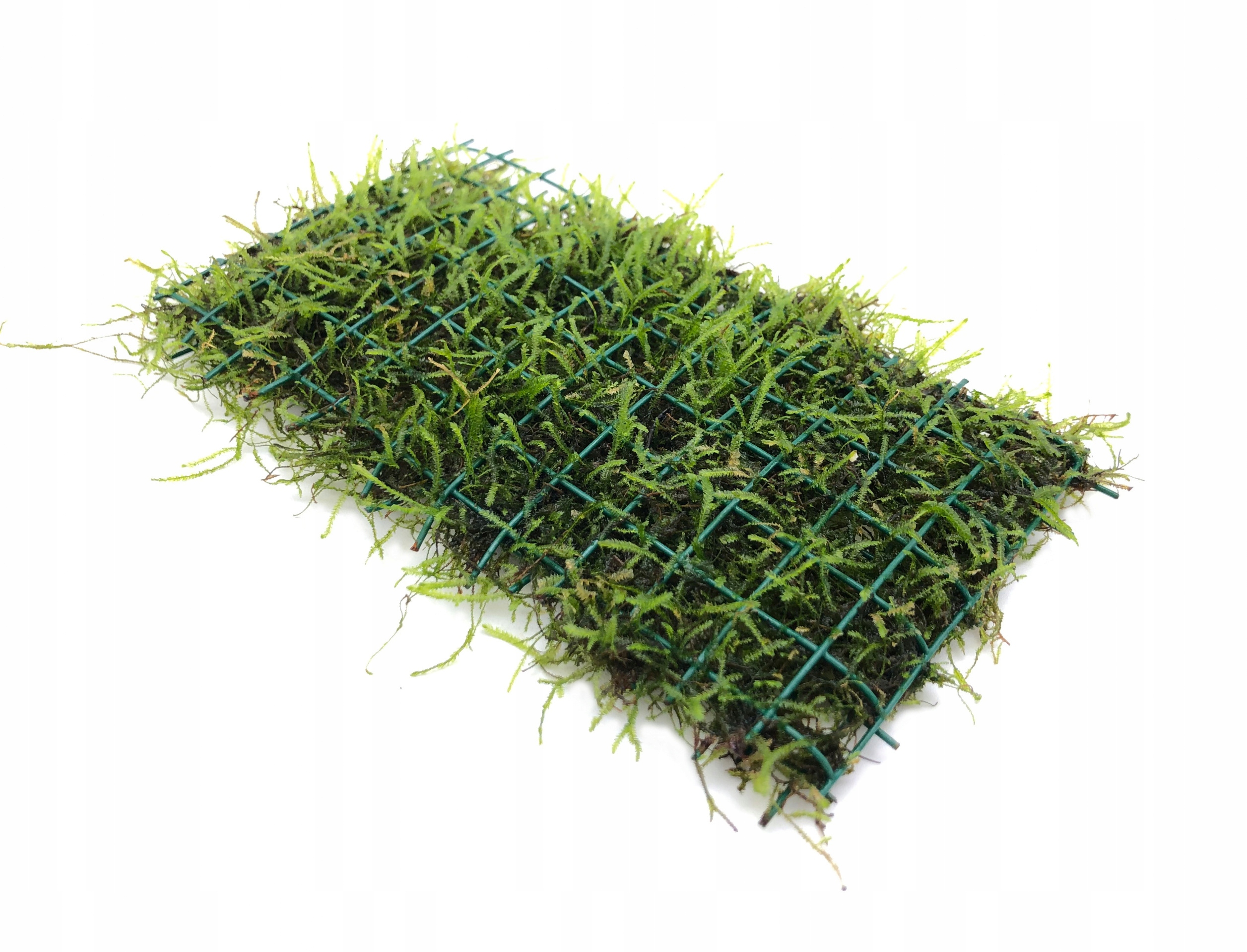 INVITAL Java moss (Taxiphyllum barbieri) dywan 16x11 cm