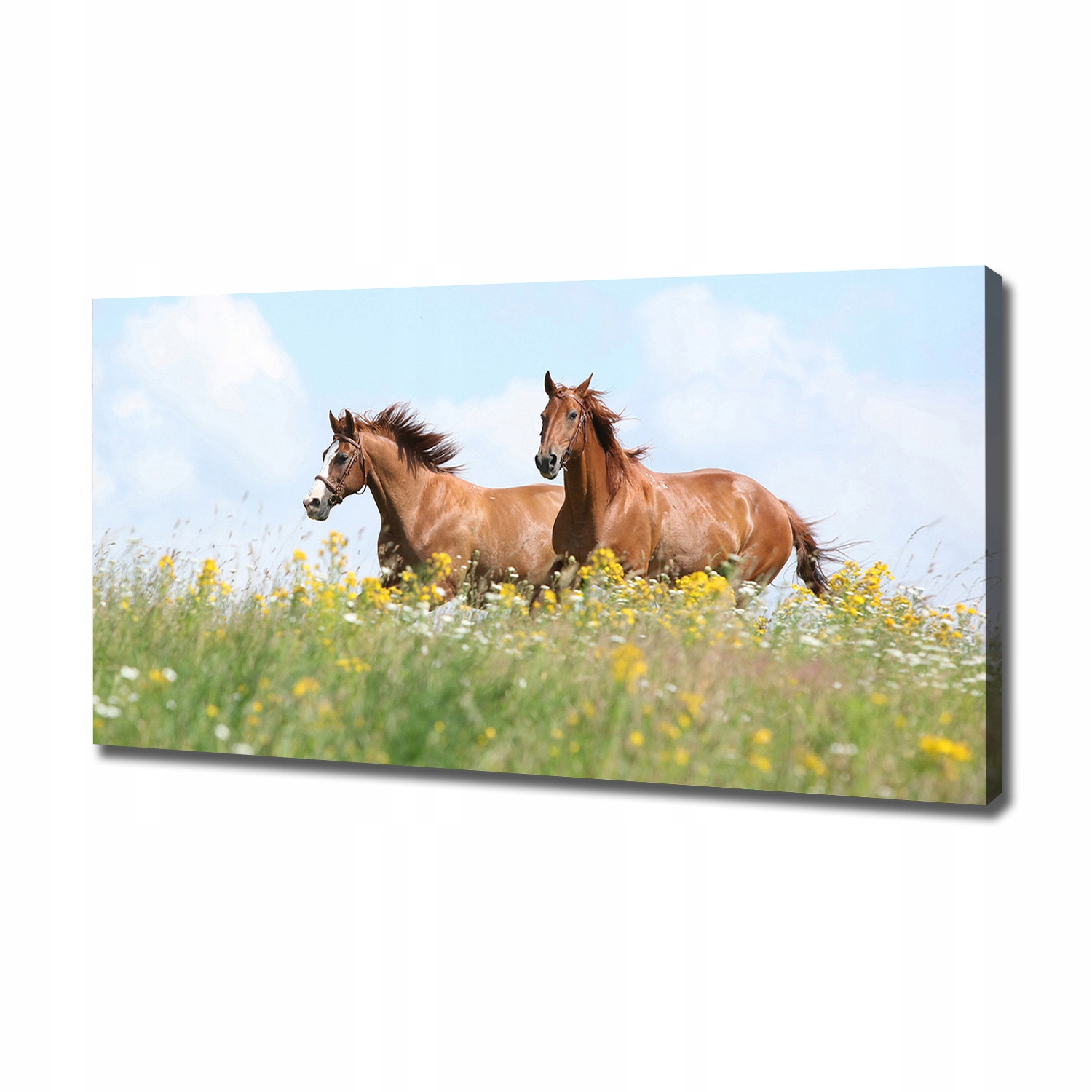 

Foto obraz na płótnie Dwa konie w galopie 120x60cm