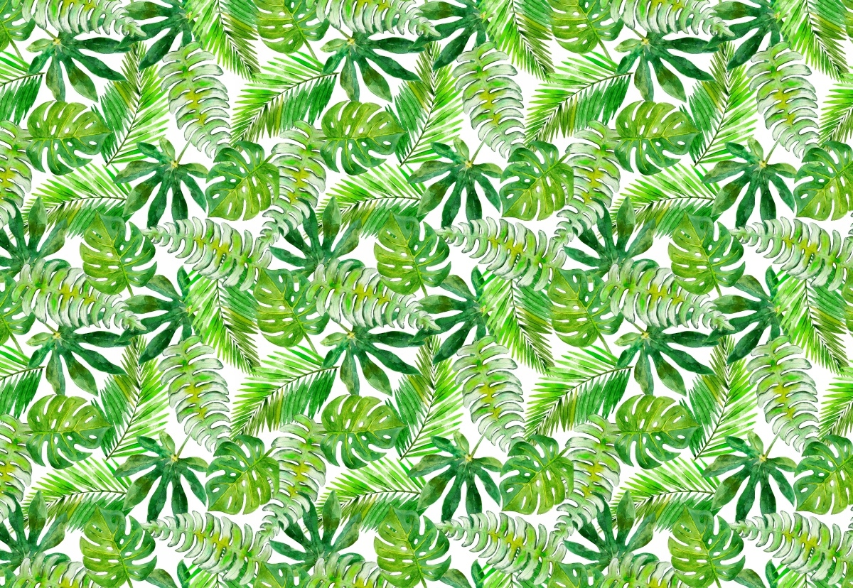 

Fototapeta Flizelinowa Monstera Palma 152x104