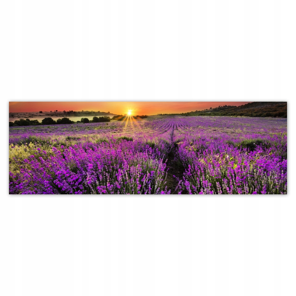

Fototapety flizelina 312x104 Lawendowa łąka