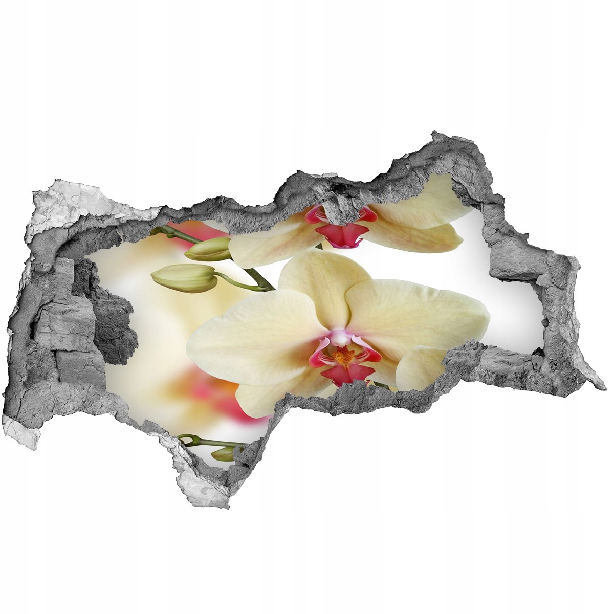 

Fototapeta Naklejka na ścianę Orchidea 115x88