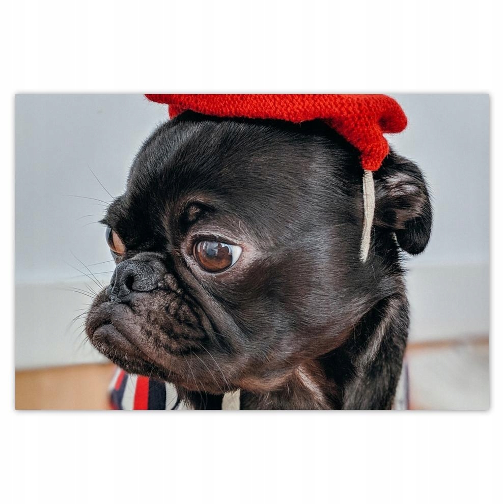 

Plakaty 60x40 Pies Piesek Psiaki