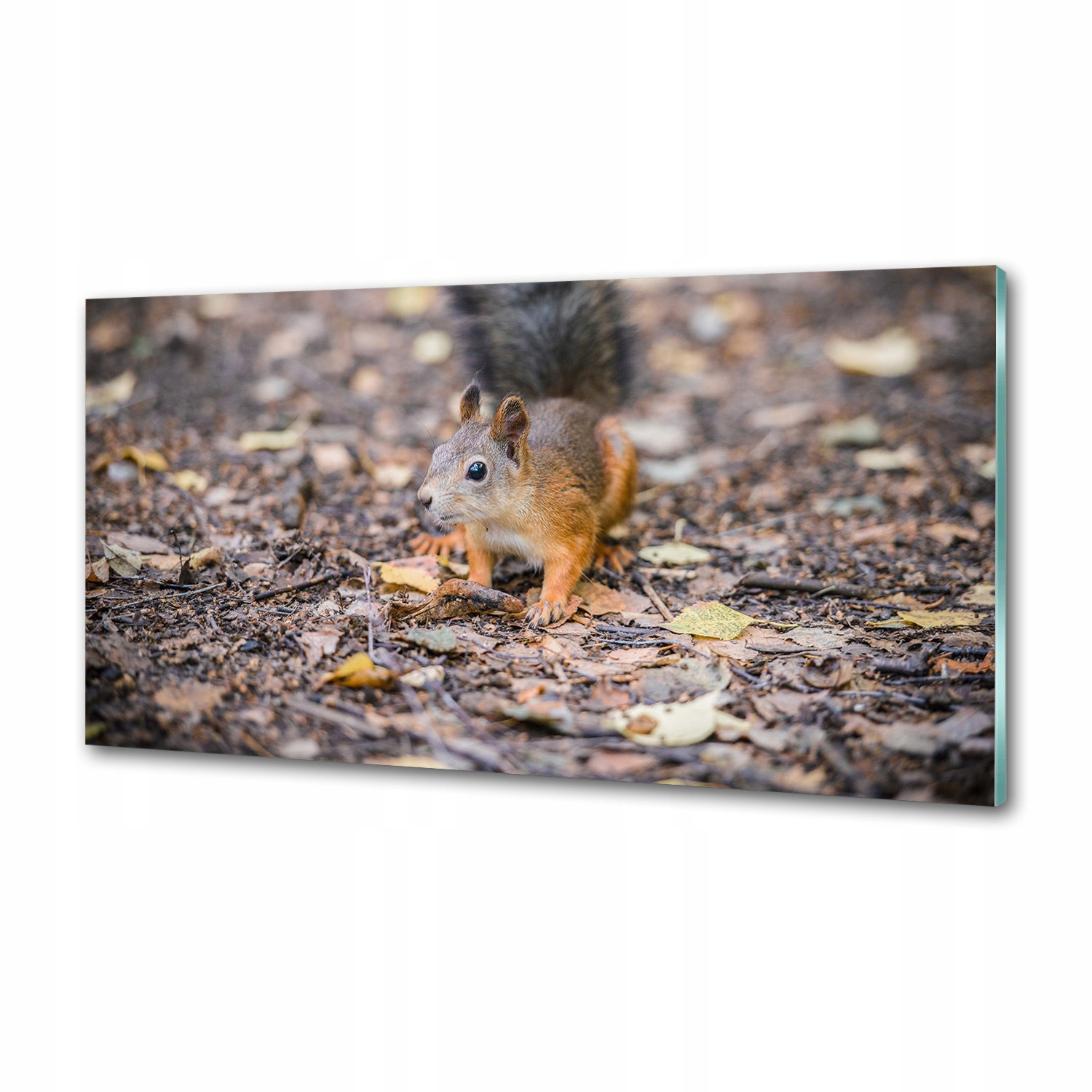 Panel mezi nábytkem v kuchyni Veverka 120x60 Lepidlo