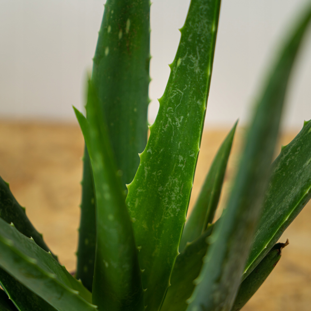 ALOE VERA krem pod oczy kojący So'Bio Rodzaj krem