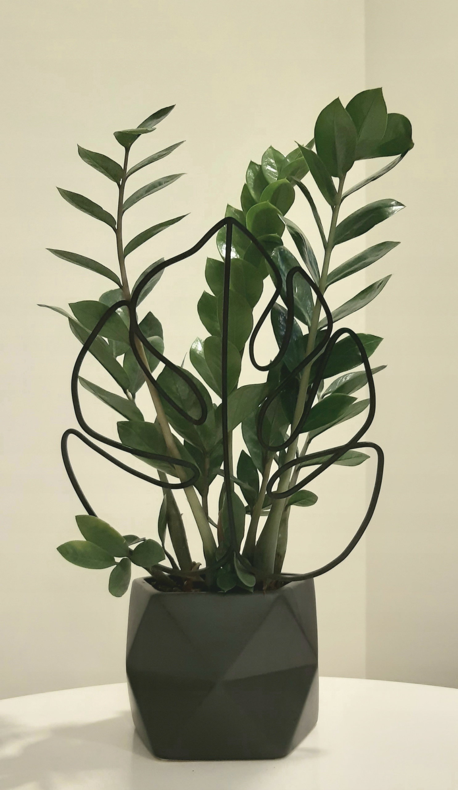 PODPÓRKA OZDOBA KWIATÓW ROŚLIN MONSTERA S 20 CM Marka inna