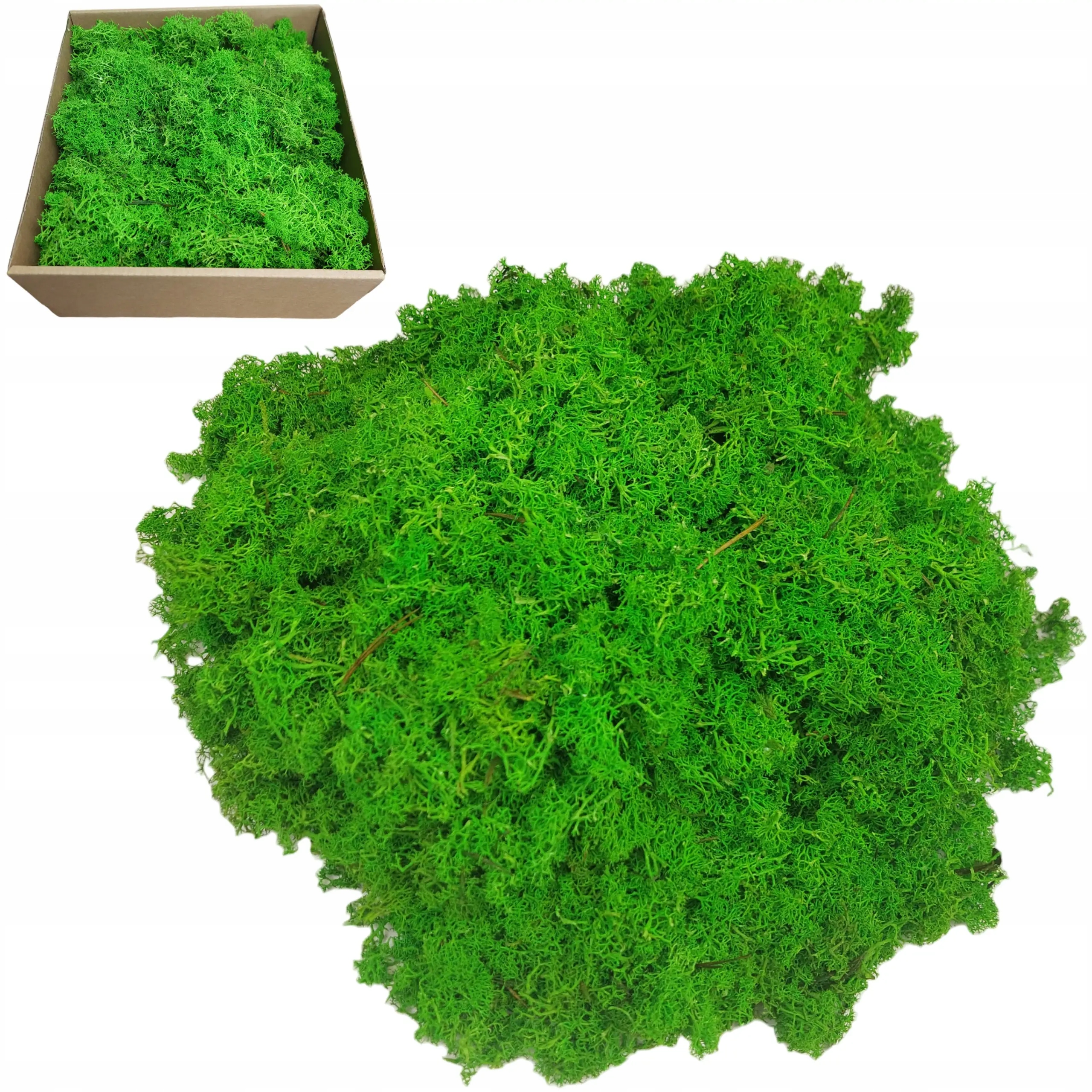 Mech chrobotek reniferowy jasno zielony fiński 200g ściółka do stroika