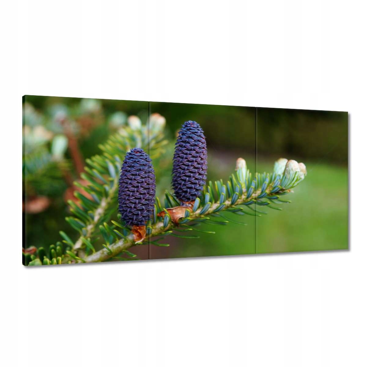 Obrazy 180x90 Fialové šišky