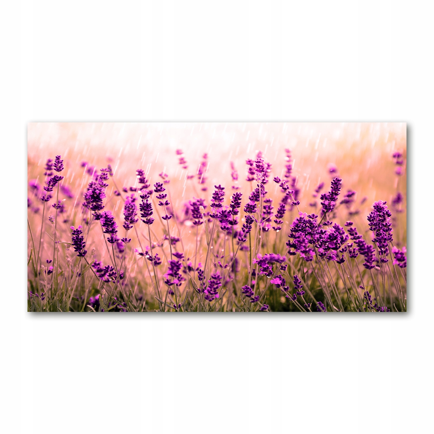 

Foto obraz duży akryl nowoczesny Lawenda 120X60cm