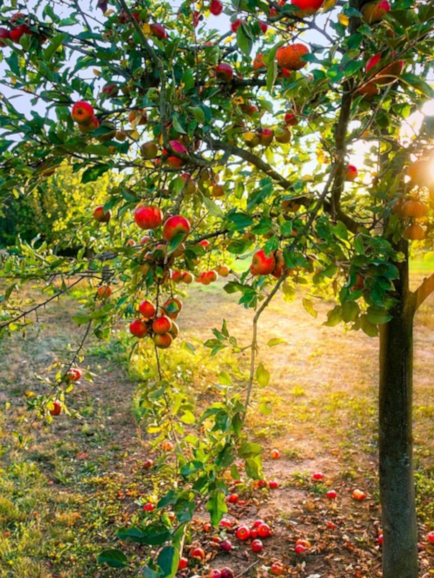 INTERMAG WAPNOVIT TURBO 1L NAWÓZ WAPNIOWY Stan opakowania oryginalne