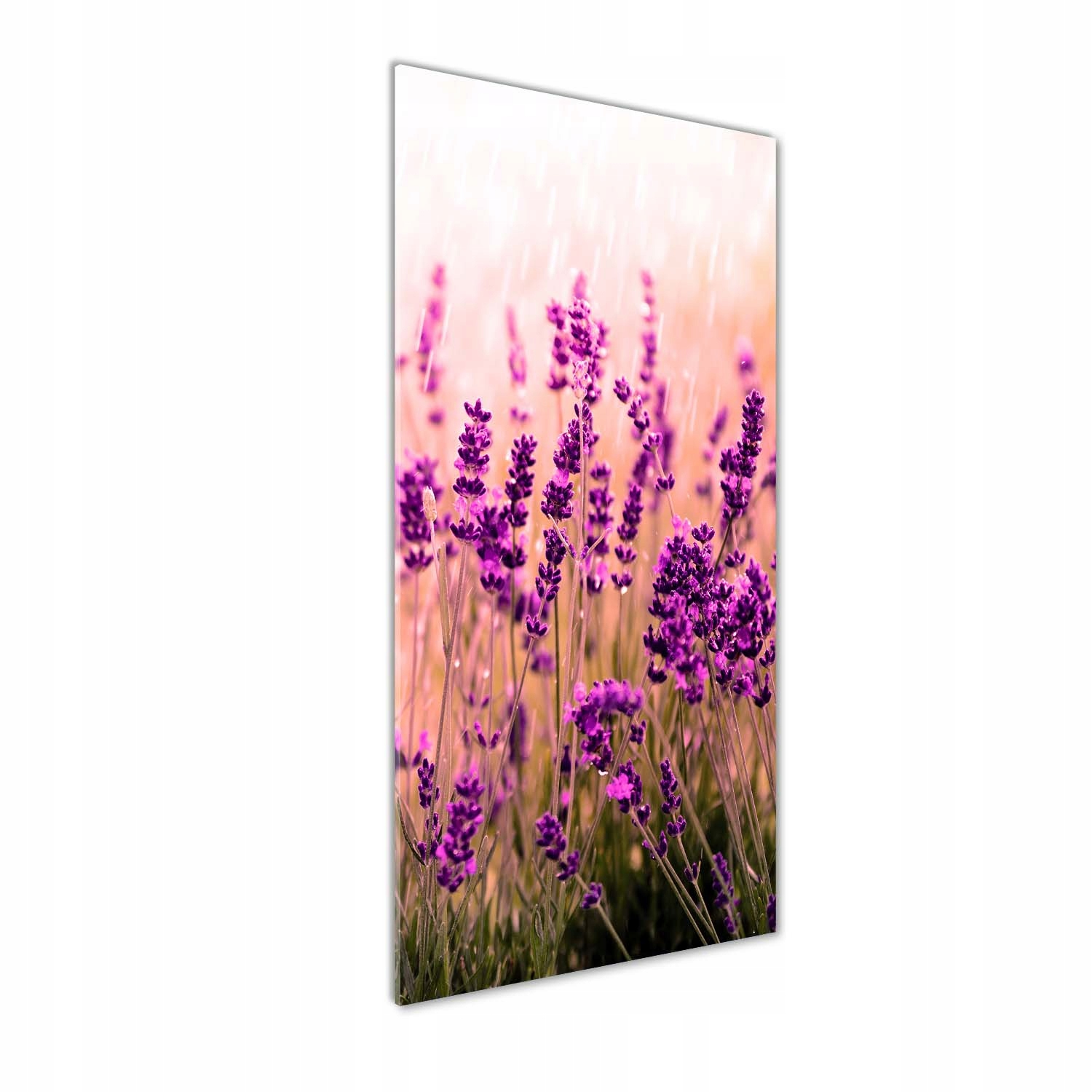 

Nowoczesny fotoobraz akrylowy Pole lawendy 50x125