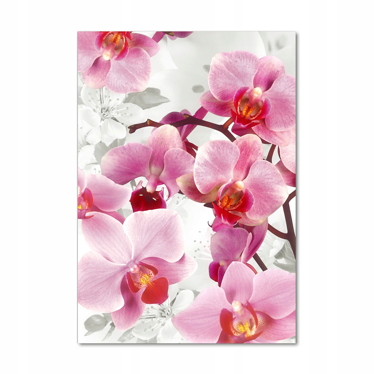 

Foto obraz szkło akrylowe Różowa orchidea 70x100cm