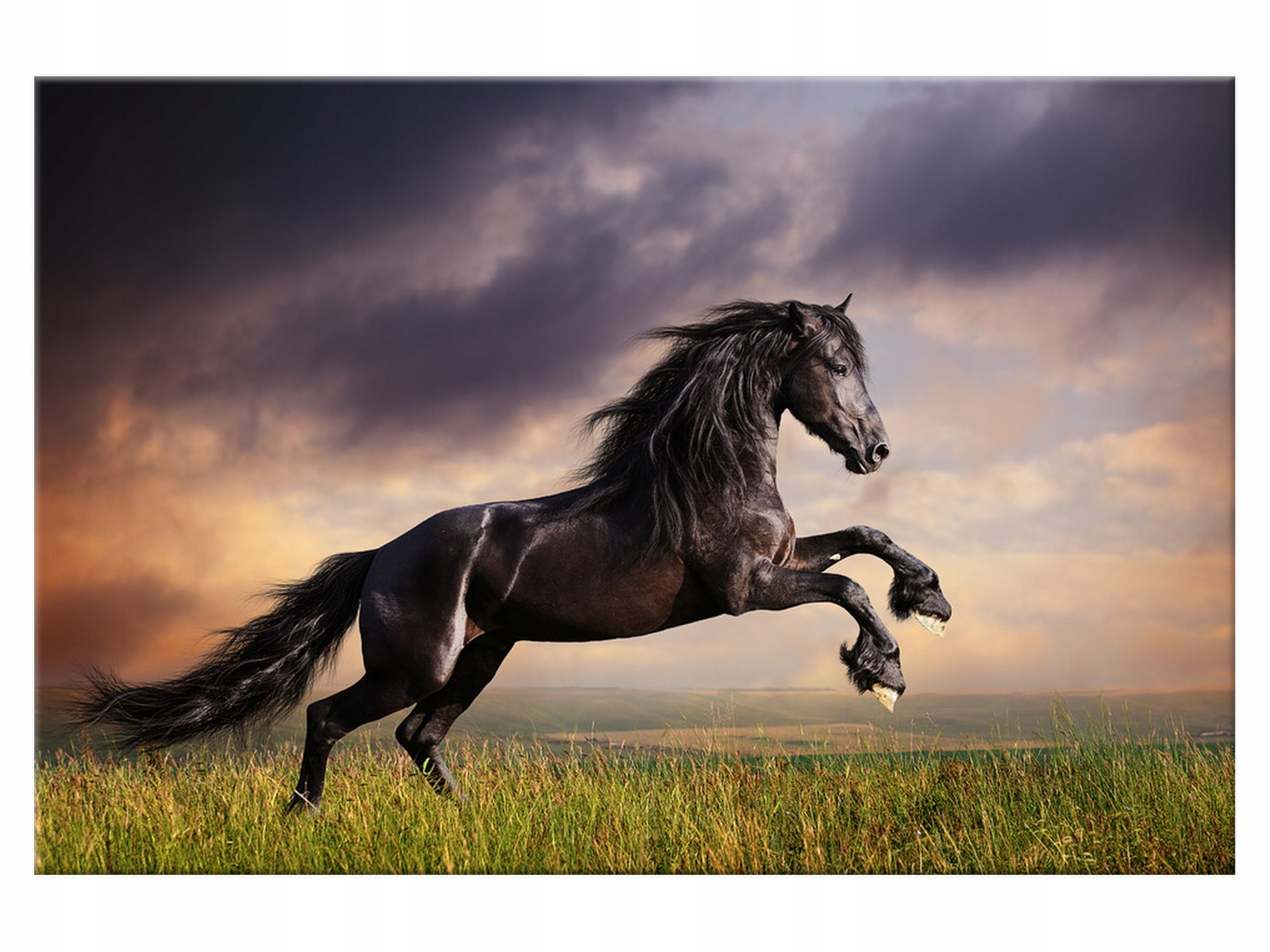 

Obraz 90x60 Pejzaż Koń staje dęba Koń Płótno