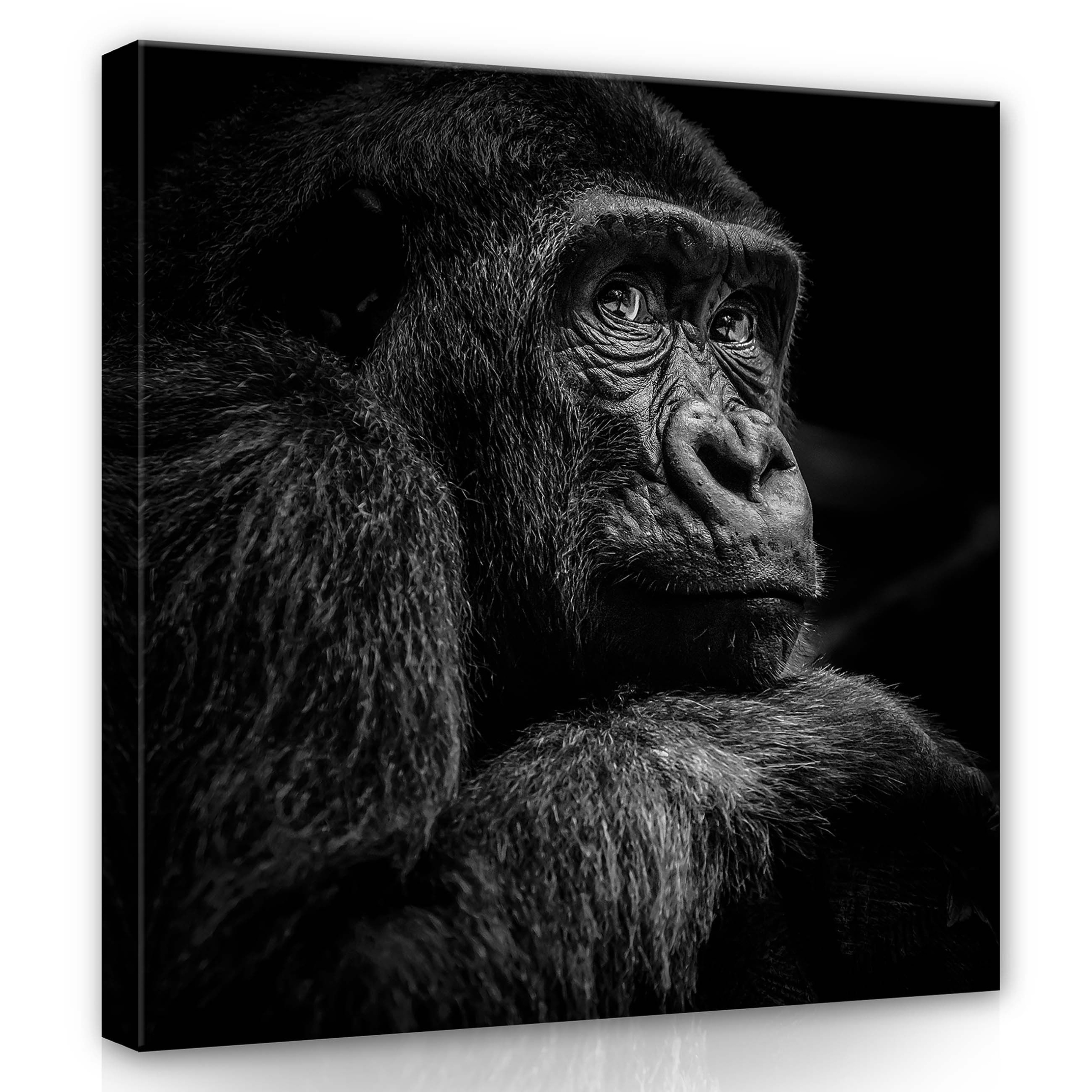 Obraz 80x80 Gorila portrét černobílé zvíře divoká příroda umění
