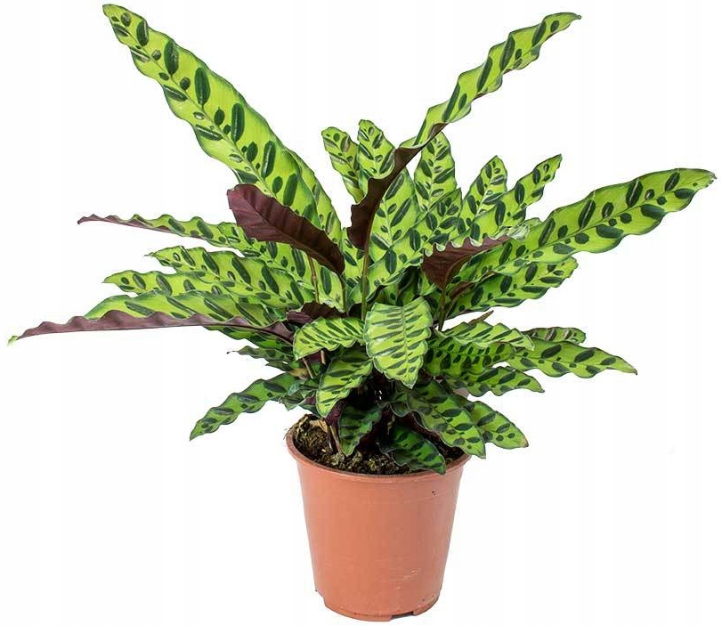 KALATEA CALATHEA 'LANCIFOLIA'