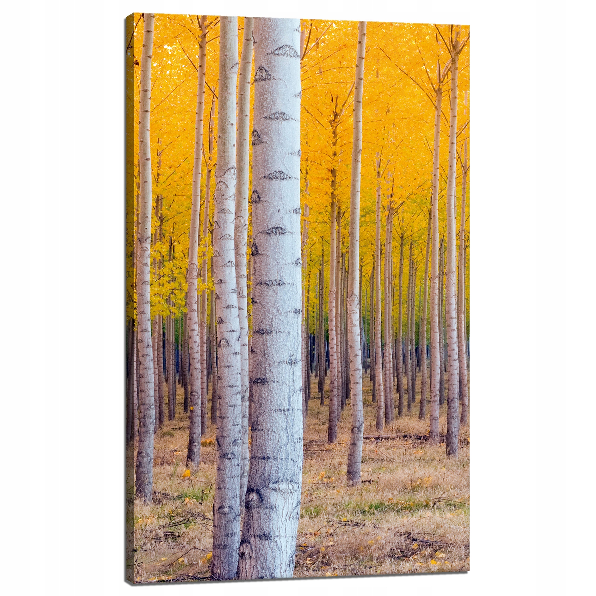 Obraz na plátně Břízy na podzim Žluté listy 60x100 cm