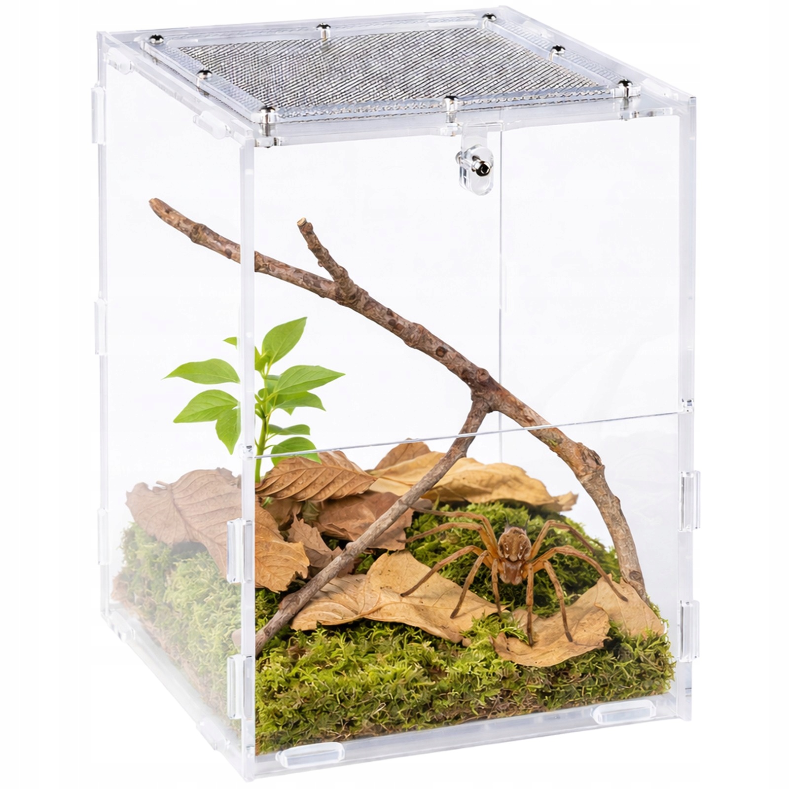 Terrarium Akrylowe Dla Pająka Chrząszcza Siatka Drzwiczki Repti-zoo PACR85