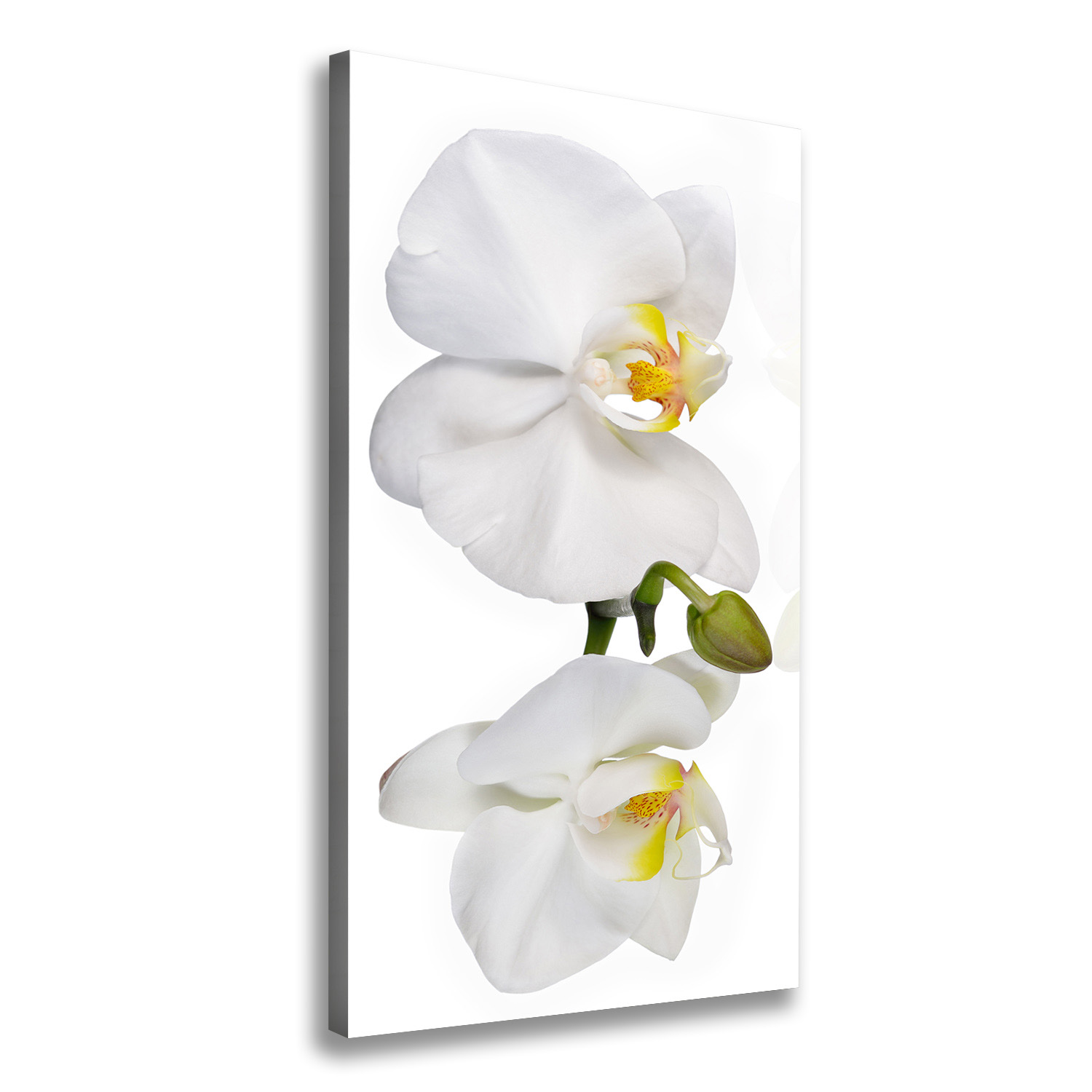 

Foto obraz na płótnie Biała orchidea 70x140 cm