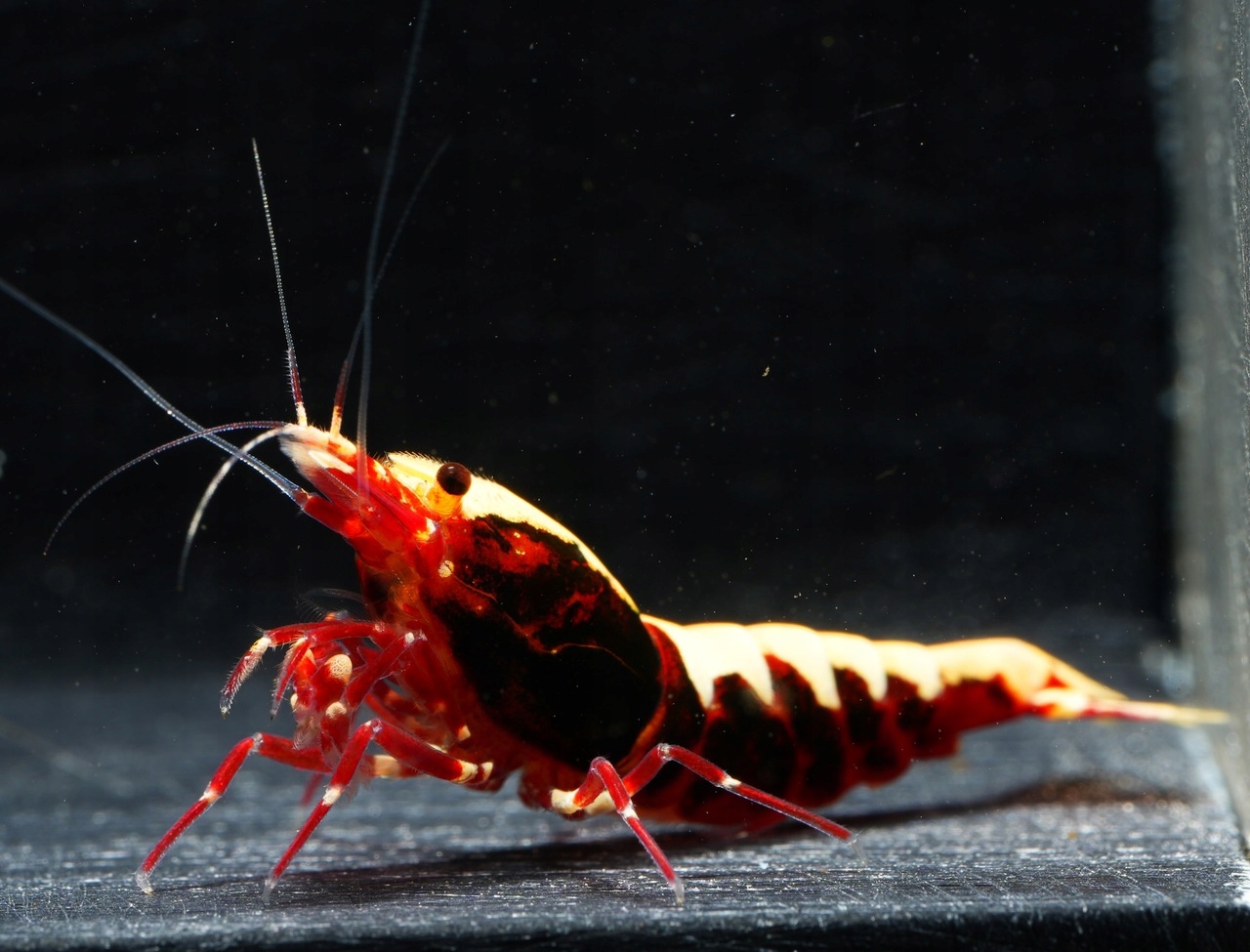 Krewetki Caridina Red Fishbone