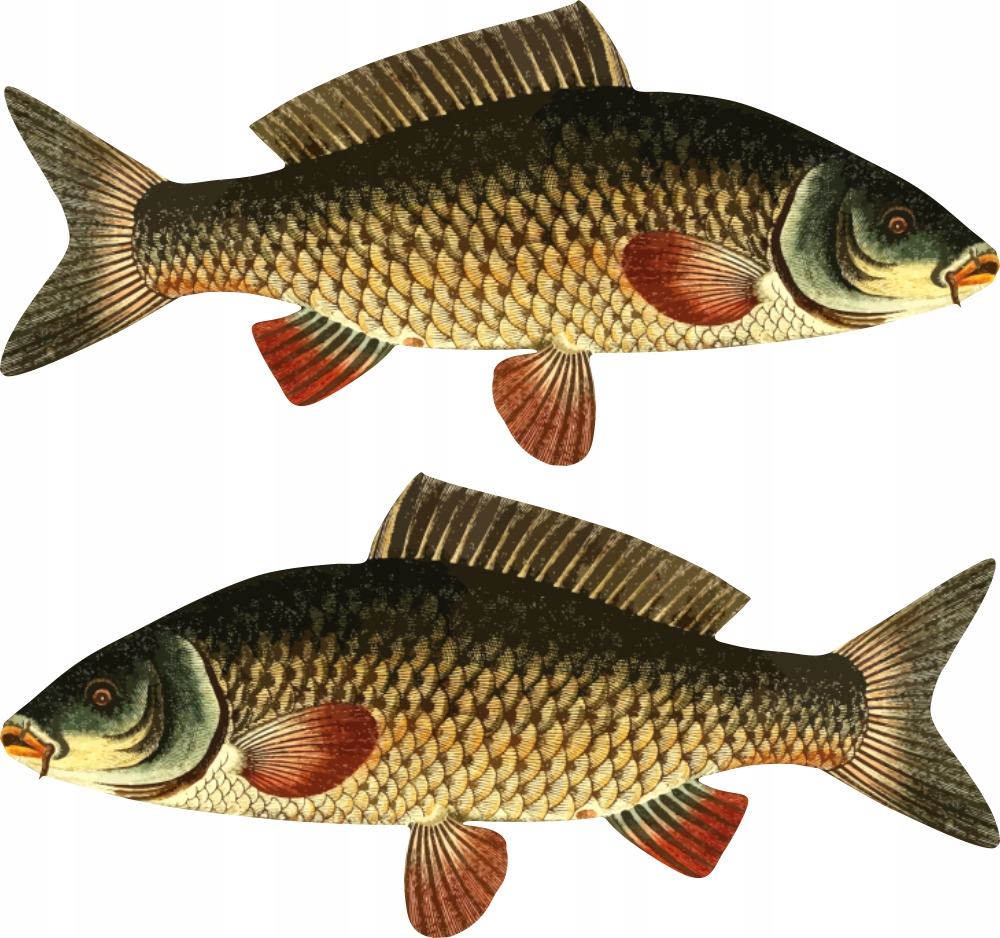 

2x Naklejki łódkę Karp 75 cm auto Wędkarskie ryby
