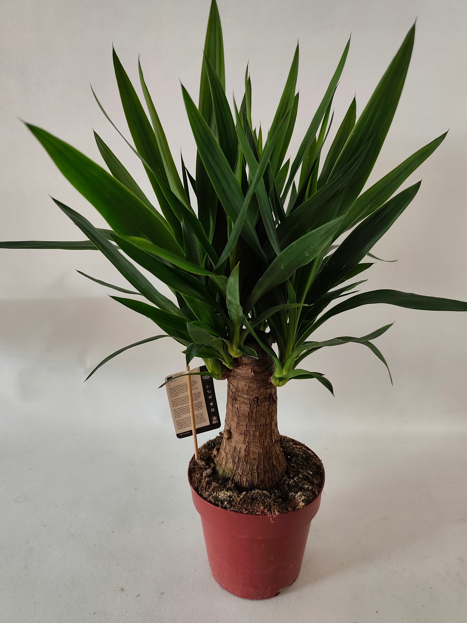 Yucca elephantipes 19Ø 80cm Juka