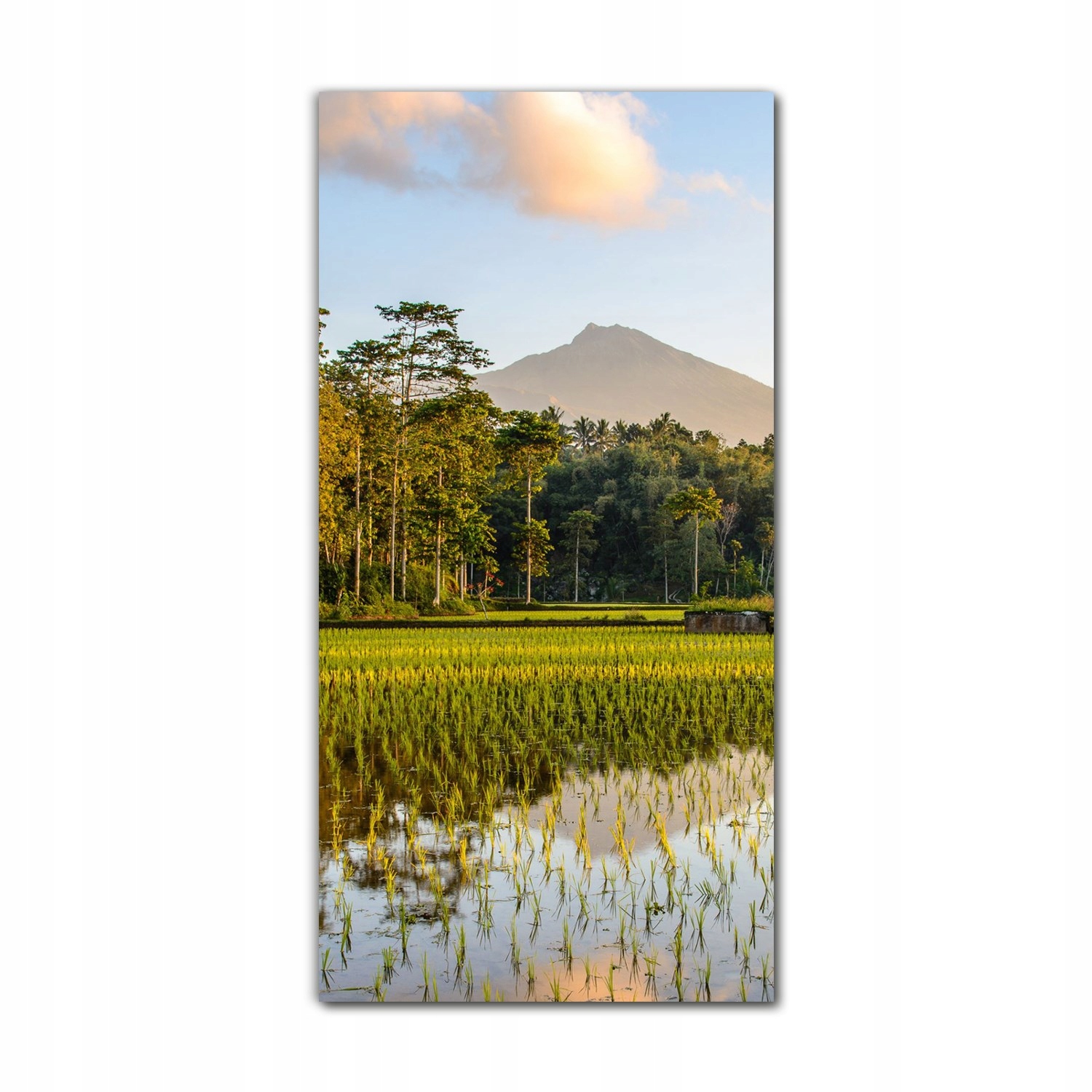 

Foto szklane do sypialni 70x140 cm Przyroda drzewa