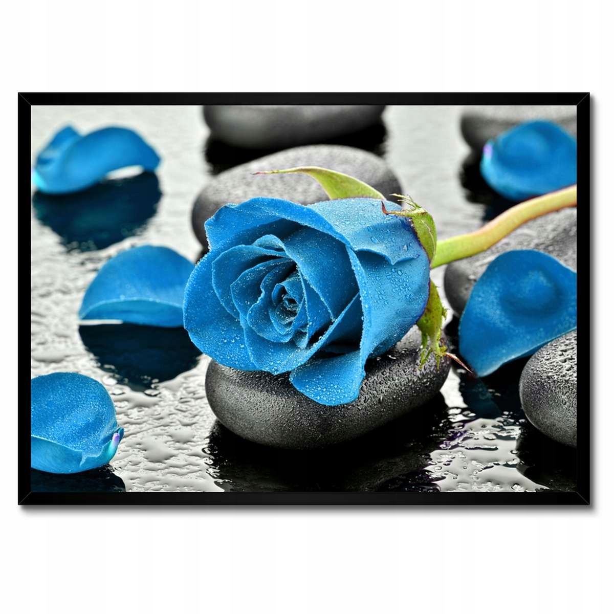 Plakáty v rámu 70x50 Modrá růže Kameny