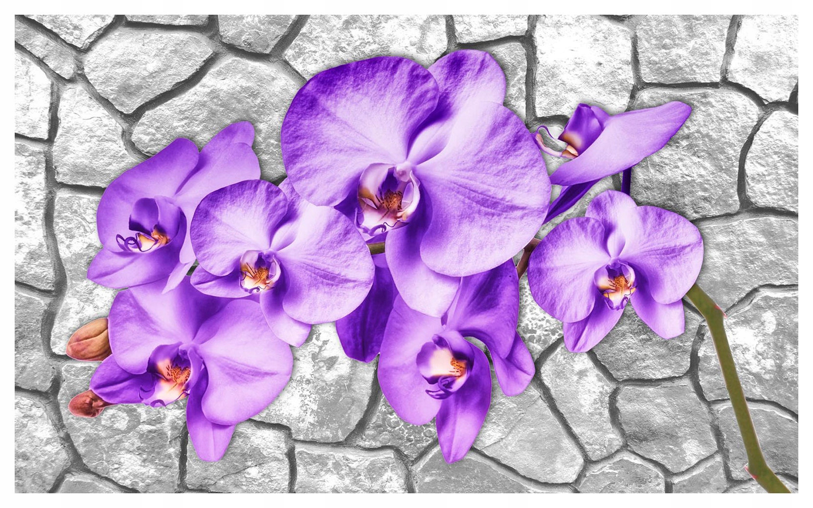 Fototapeta Orchideje na kameni vinyl 368x254 elegance a minimalismus lepidlo