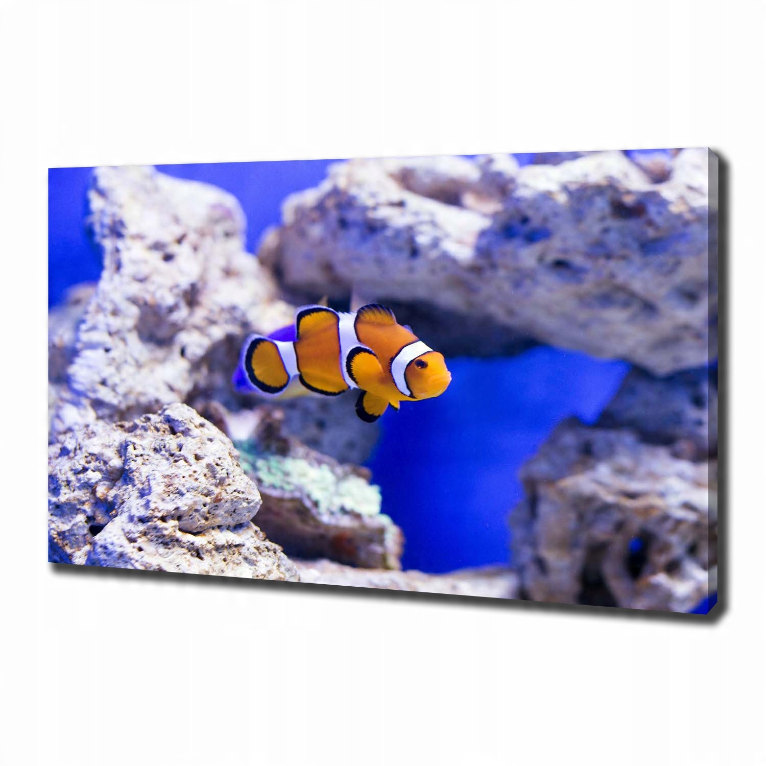 

Foto obraz canvas Błazenek rafa koralowa 100x70 cm