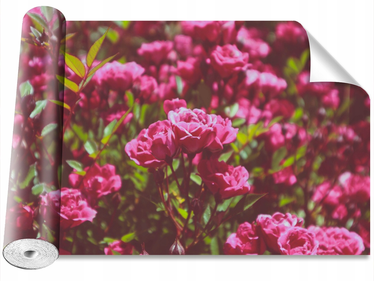 

Fototapeta Samoprzylepna Róże Różowy 152x104