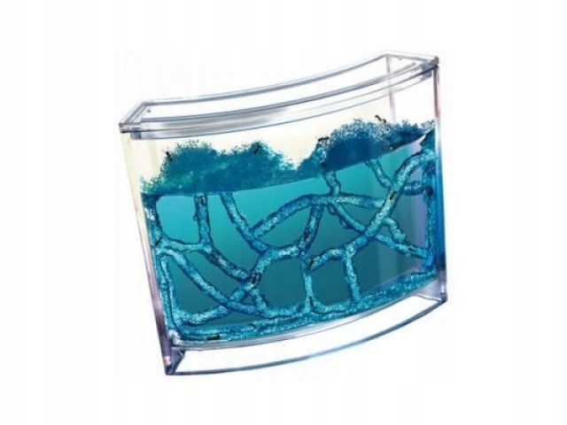 Akwarium Dla Mrówek mini ferma Mrówkarium z żelem