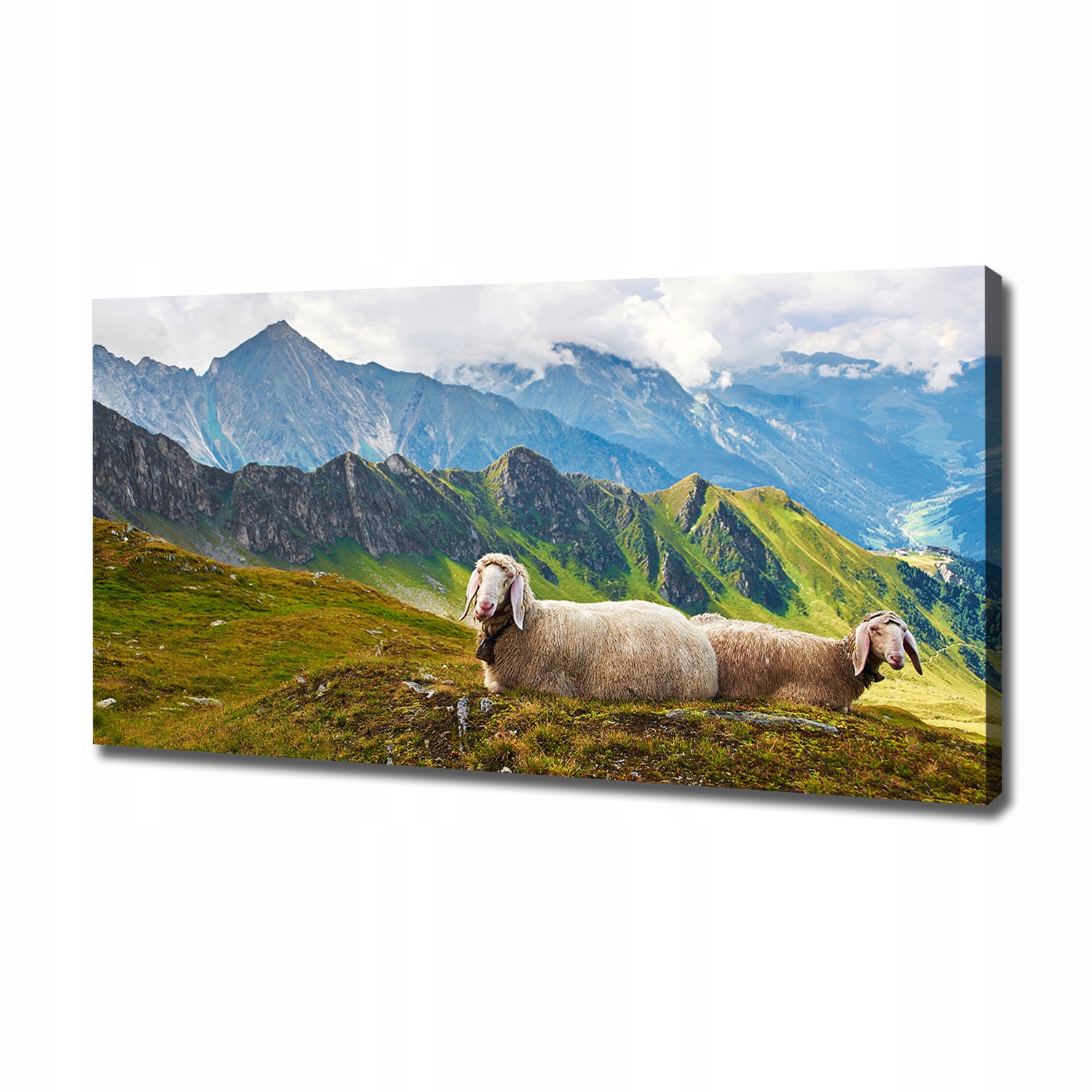

Foto obraz na płótnie Owce w Alpach 120x60 cm