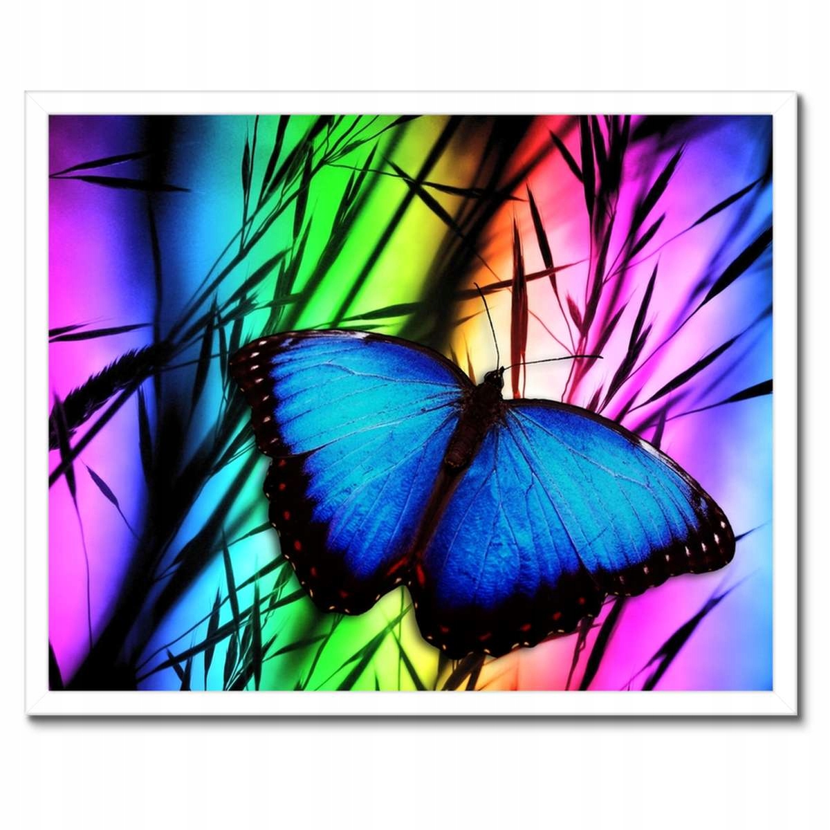 Plakáty v rámu 50x40 Modrý motýlek