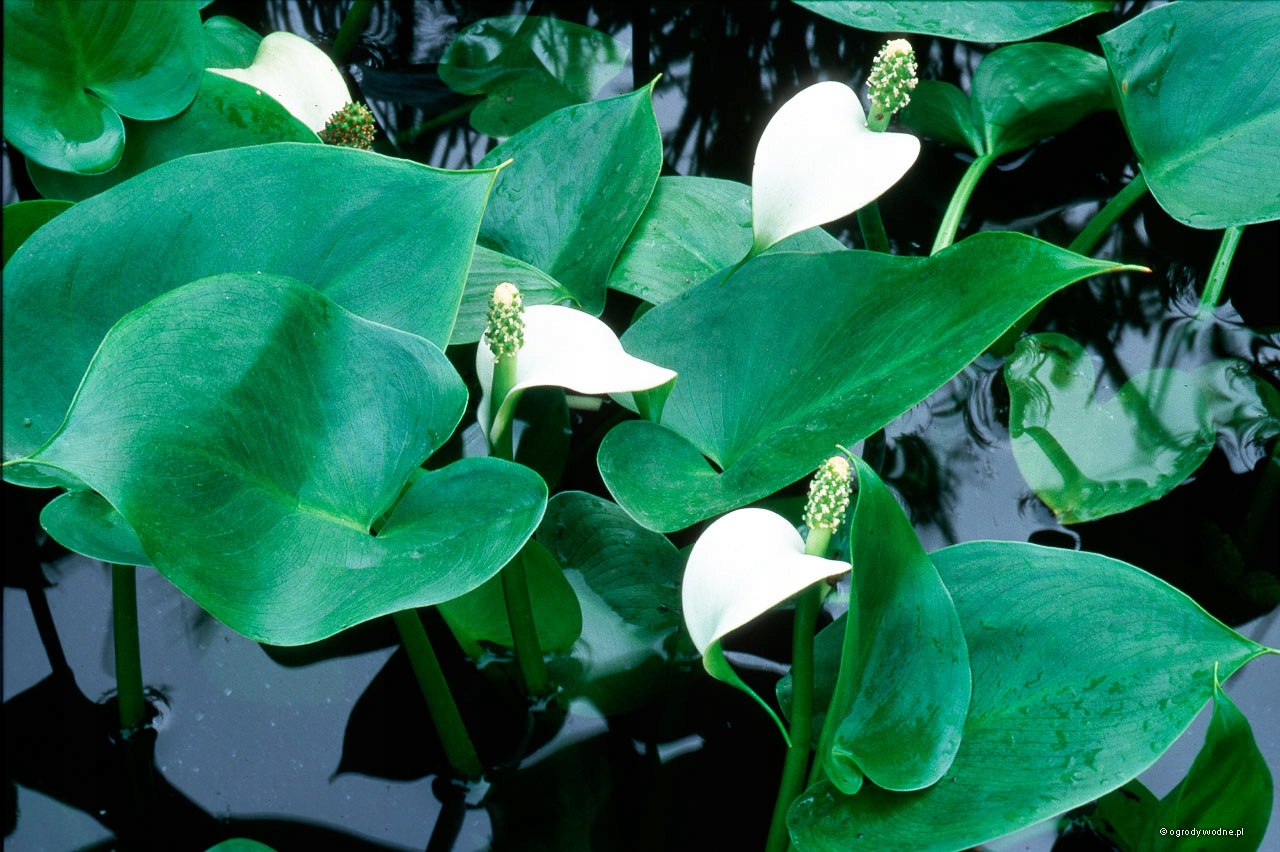 Czermień błotna - Calla palustris p9