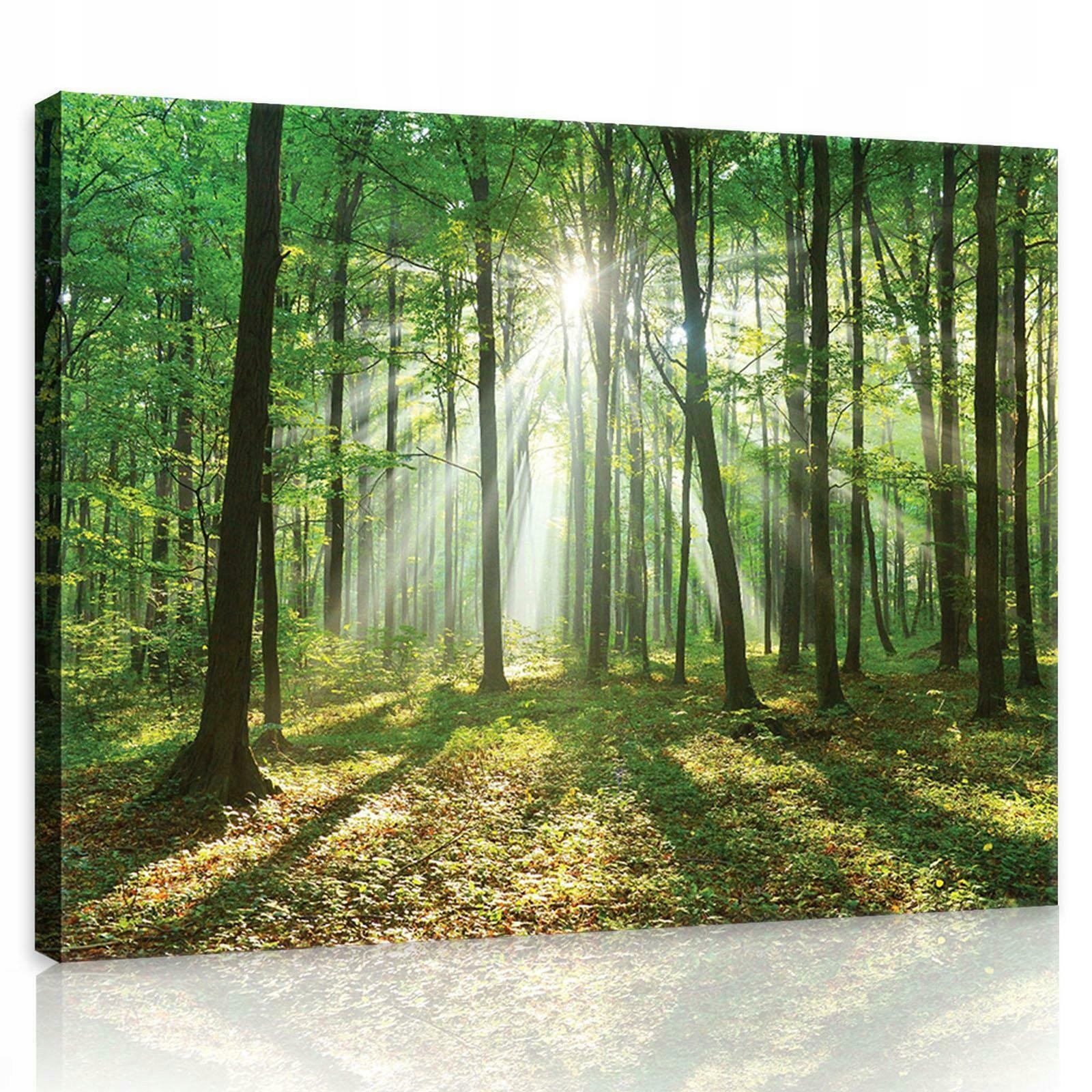 Obraz Na Plátně Canvas 100x75 Les Stromy Slunce