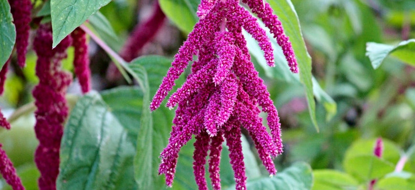 ZIAJA KASZMIR MASKA WZMACNIAJĄCA DO WŁOSÓW Marka Ziaja