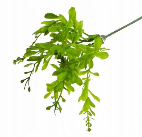 

Borówka Bukszpan gałązka x5 trawa Gęsta dk.green