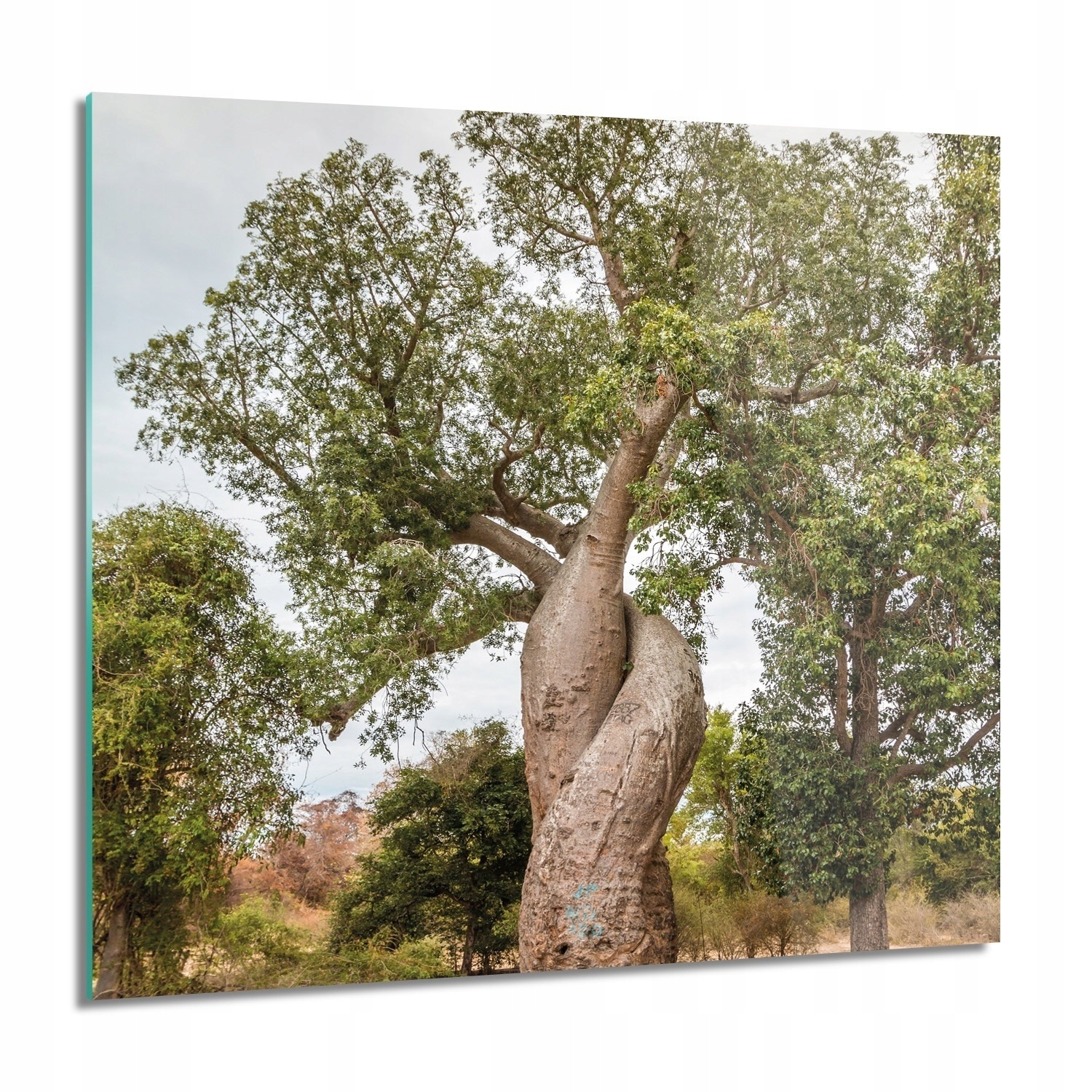 Strom baobab nebe Obraz na skle na zeď 60x60
