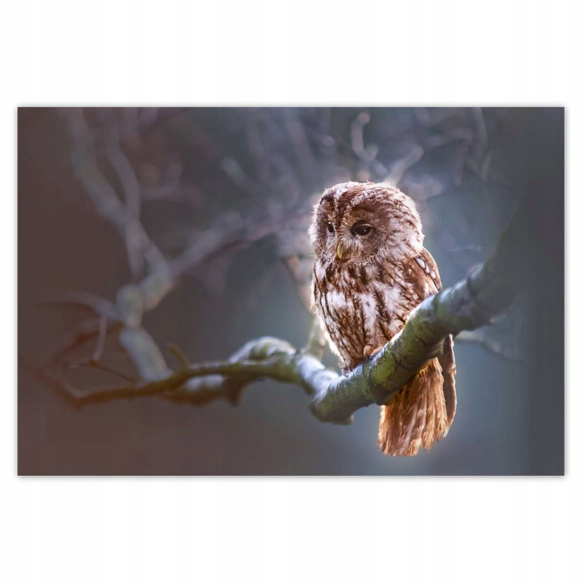 Plakáty 200x135 Sova na větvi Dravec