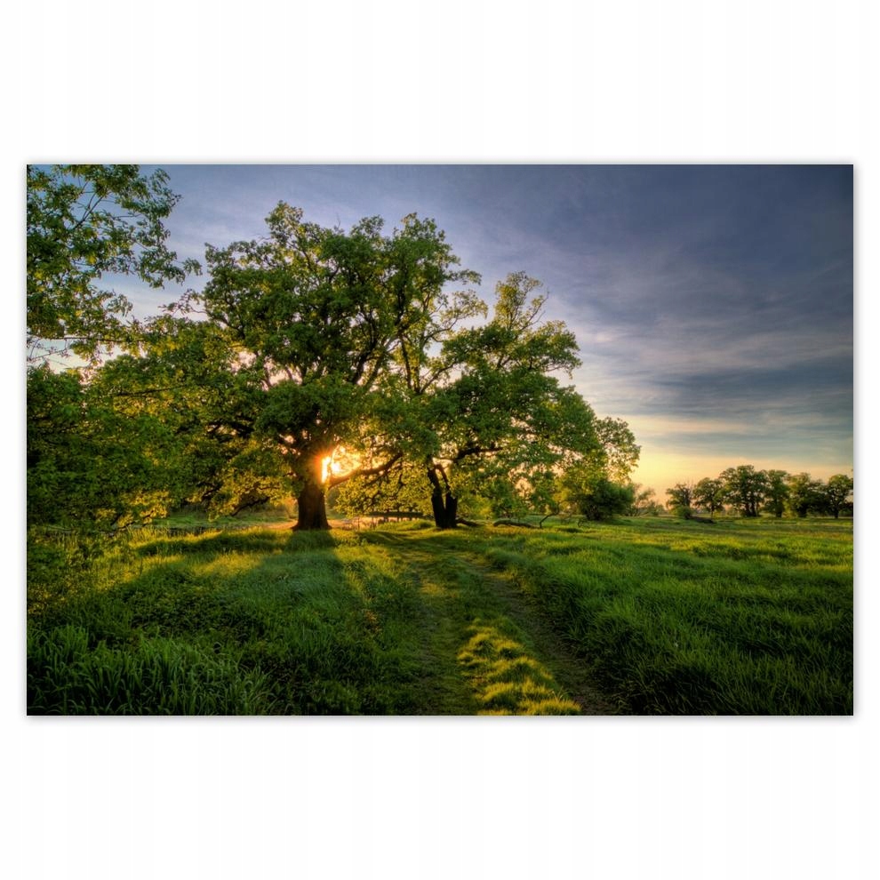 

Plakaty 60x40 Rogalińskie dęby