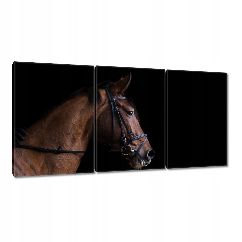 

Obrazy 120x60 Głowa konia Koń Konie