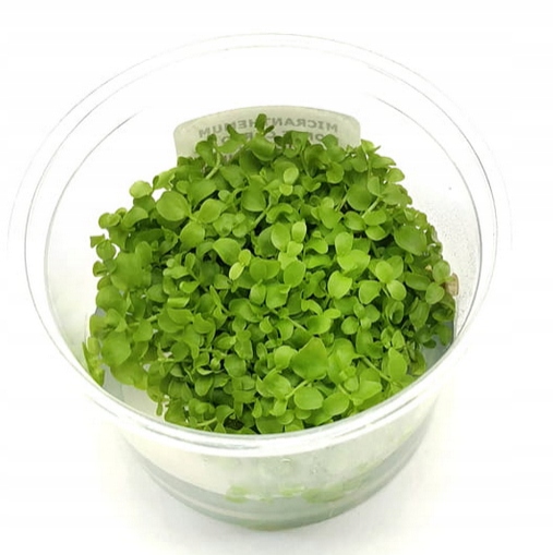 Micranthemum monte carlo kubek 10cm in vitro