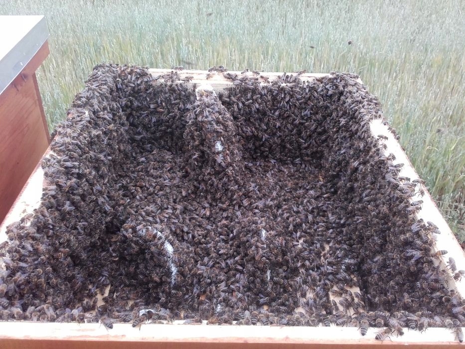 Matki Pszczele Buckfast UNASIENNIONE Kod producenta BuckFast KB unasieniony