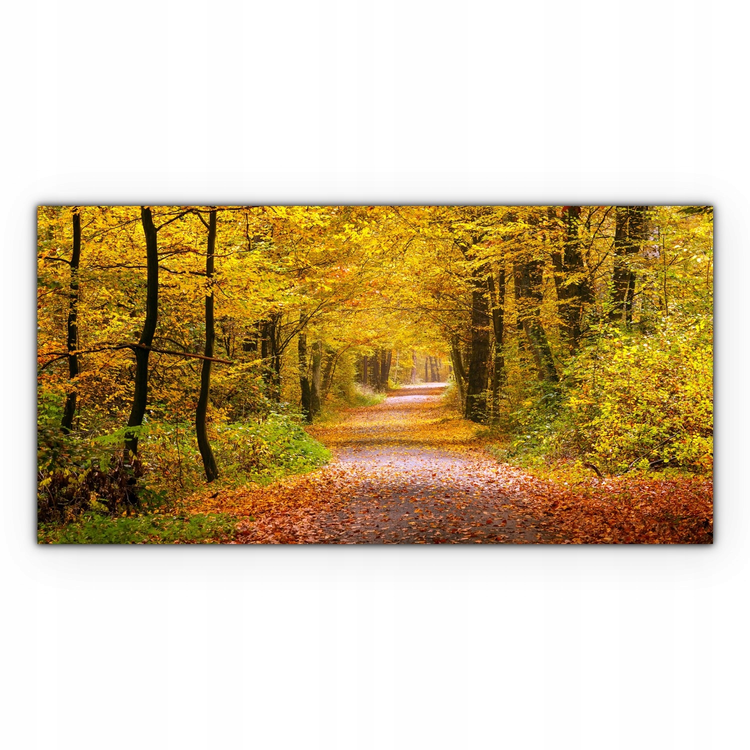 

Obraz na płótnie z foto 100x50 Jesień Las Drzewa