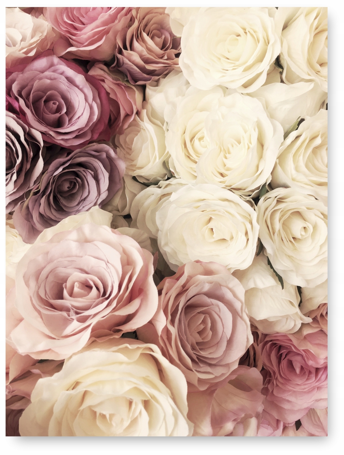 RÓŻE KWIATY plakat A1 59,4x84,1 cm #104