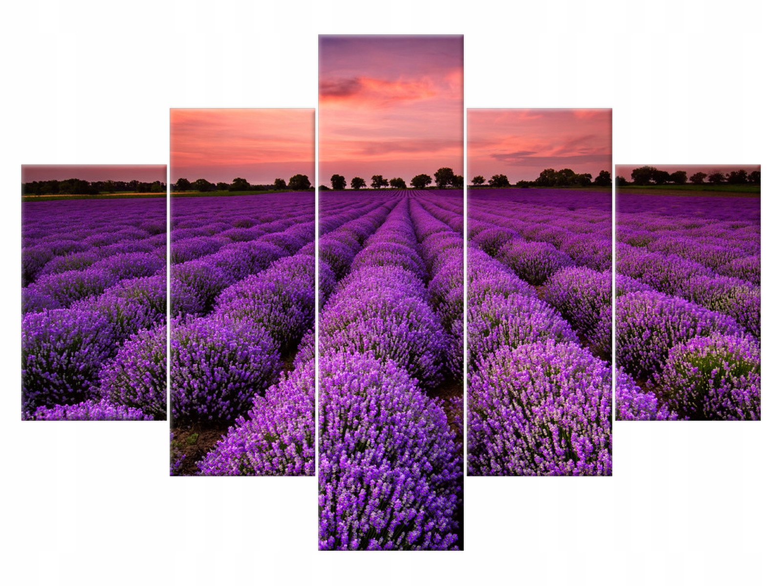 

Obraz Oszałamiający krajobraz z lawendą 100x70