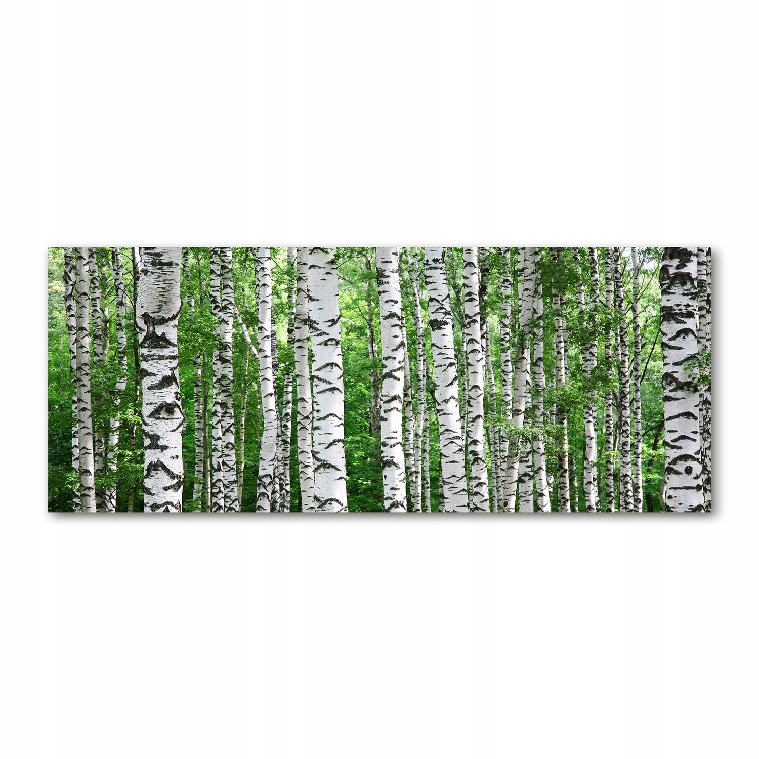 

Fotoobraz akryl nowoczesny na ścianę Brzozy 125x50