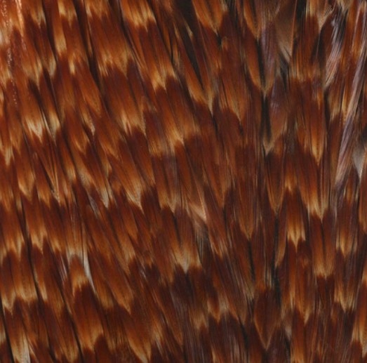 Ff Gene India Cock Saddles Cree